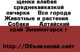 щенки алабая ( среднекавказкой овчарки) - Все города Животные и растения » Собаки   . Алтайский край,Змеиногорск г.